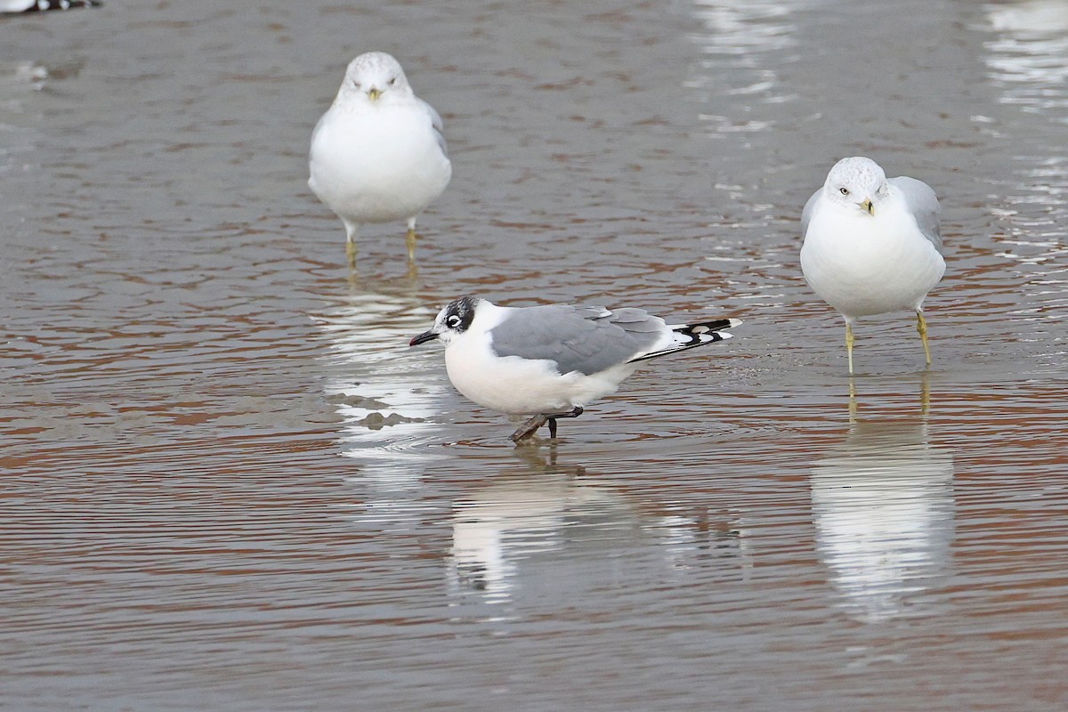 Franklin's Gull - ML645736803