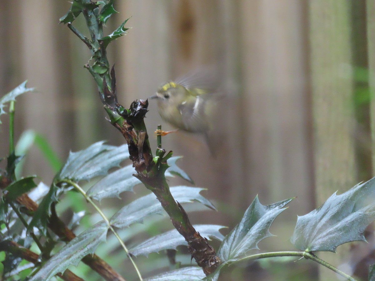 Goldcrest - ML645736804