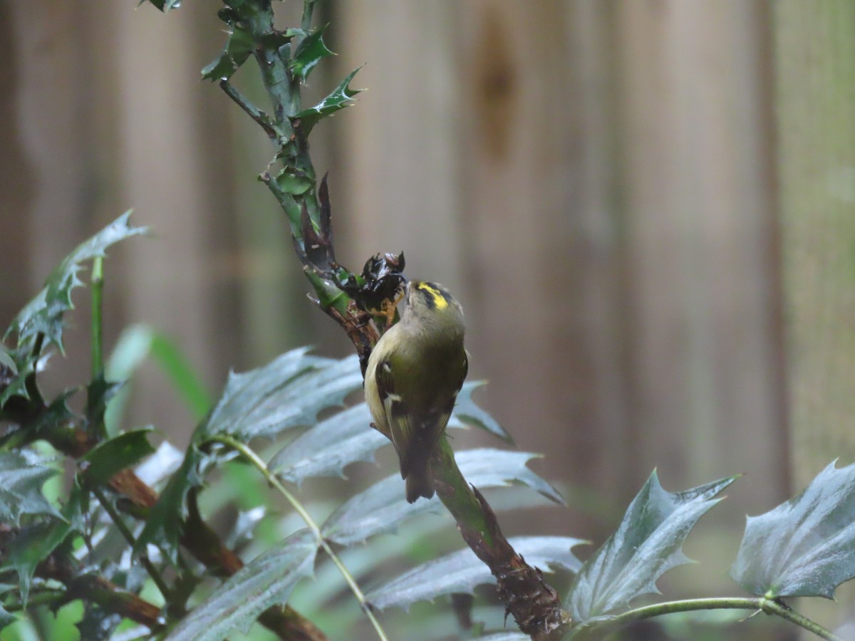 Goldcrest - ML645736805