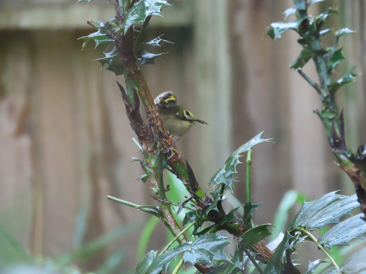 Goldcrest - ML645736806