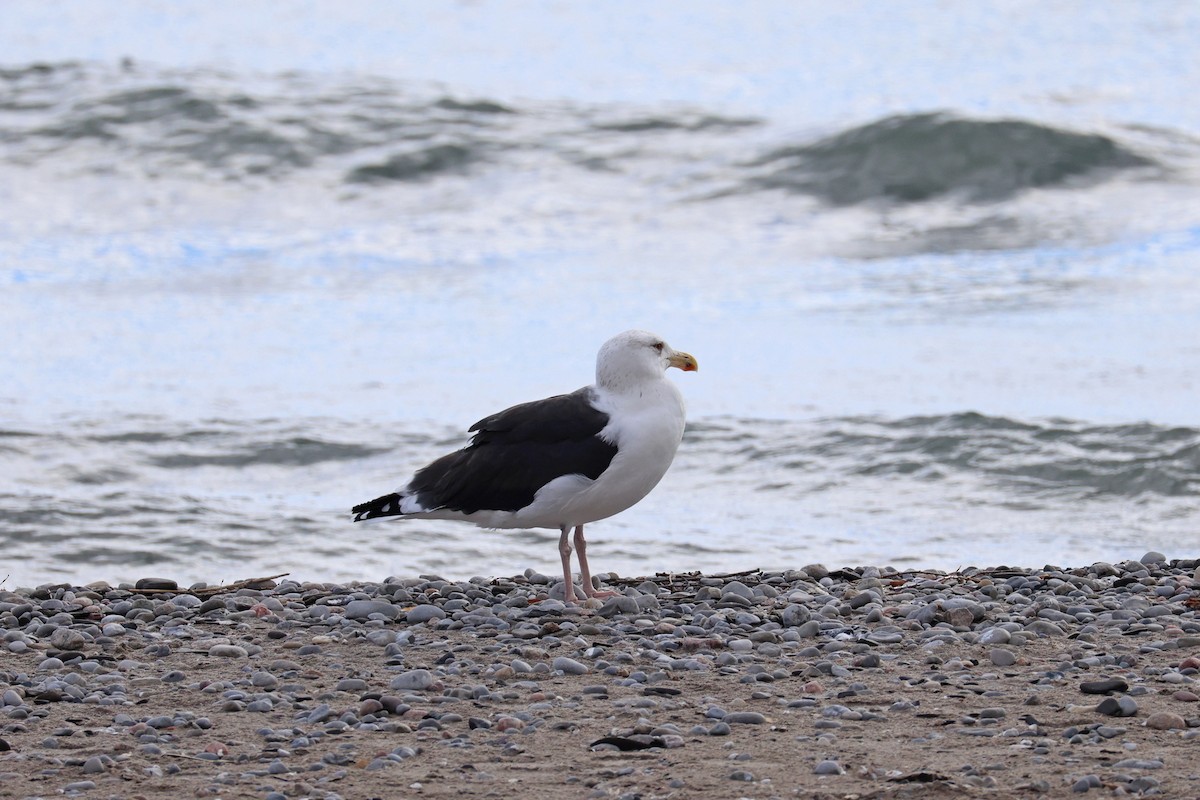 Great Black-backed Gull - ML645736822