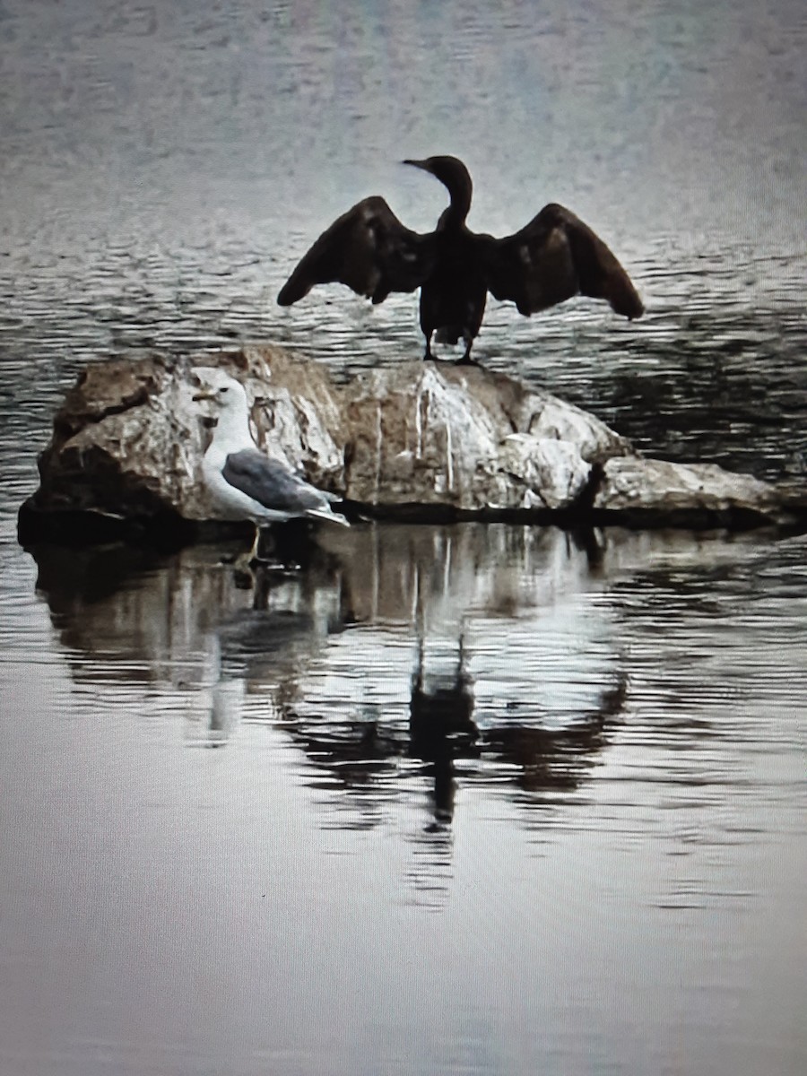 California Gull - ML645736825