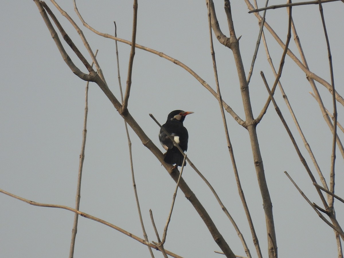 Indian Pied Starling - ML645736827