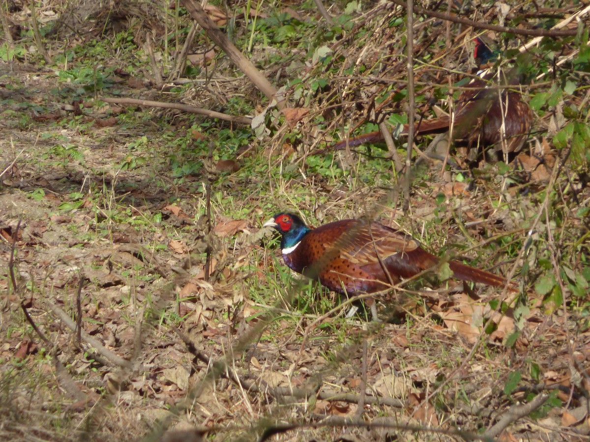 Ring-necked Pheasant - ML645736828