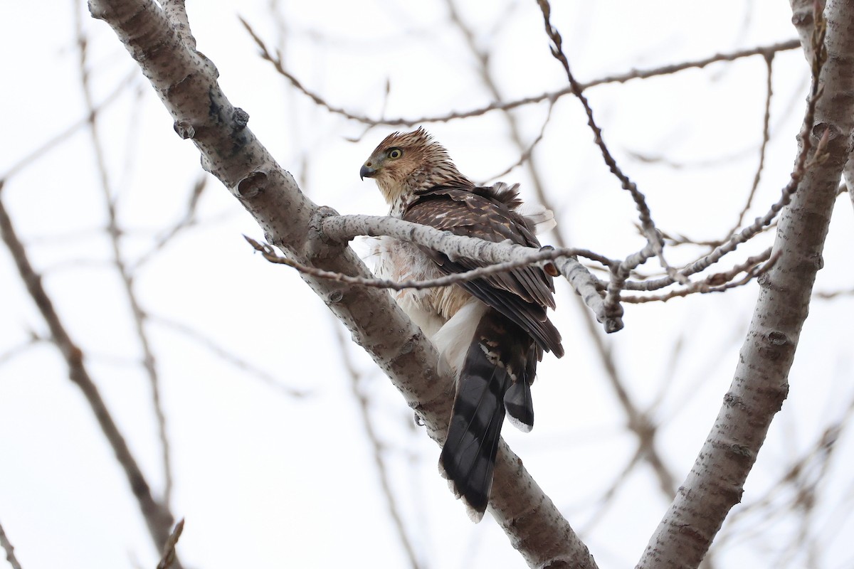 Cooper's Hawk - ML645736838
