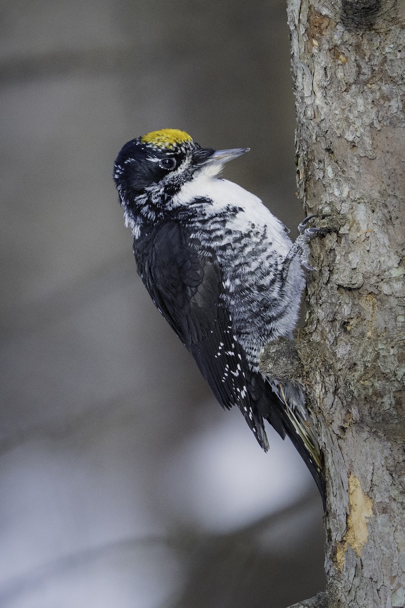 American Three-toed Woodpecker - ML645736845