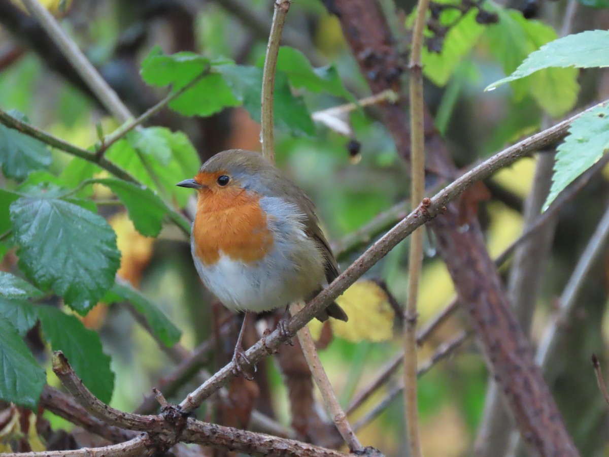 European Robin - ML645736847