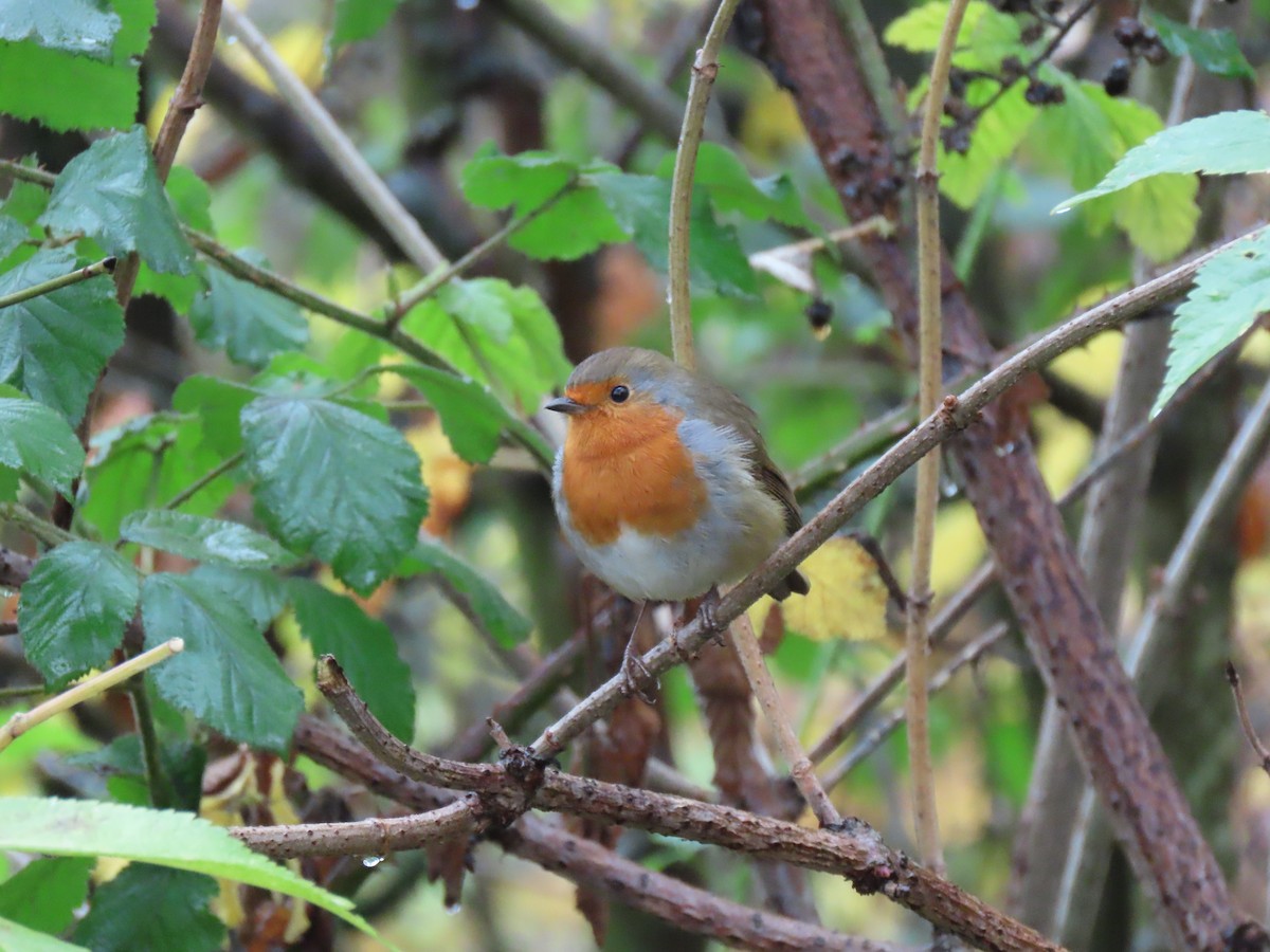 European Robin - ML645736848