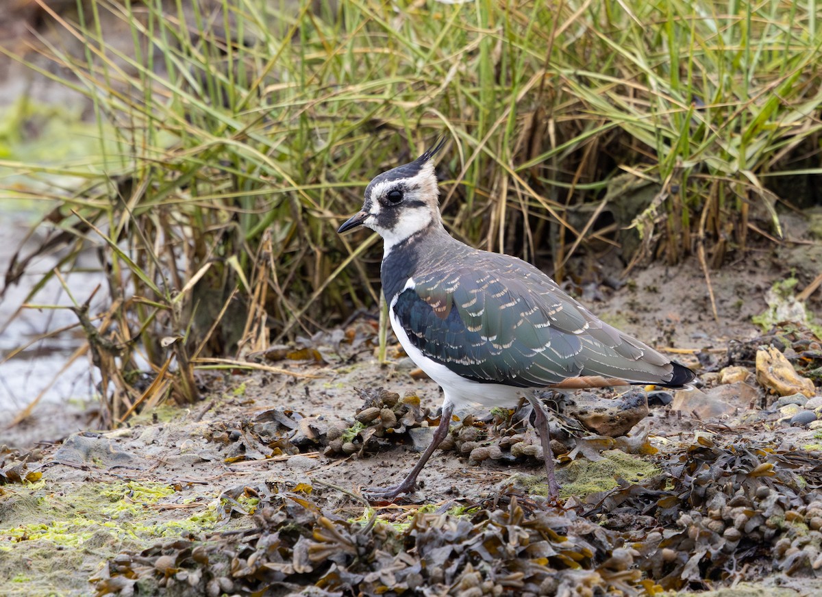 Kızkuşu - ML645736849