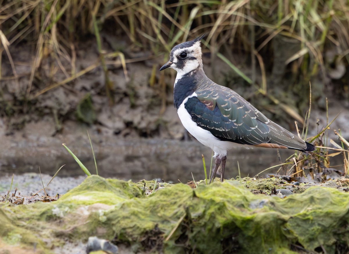 Kızkuşu - ML645736852