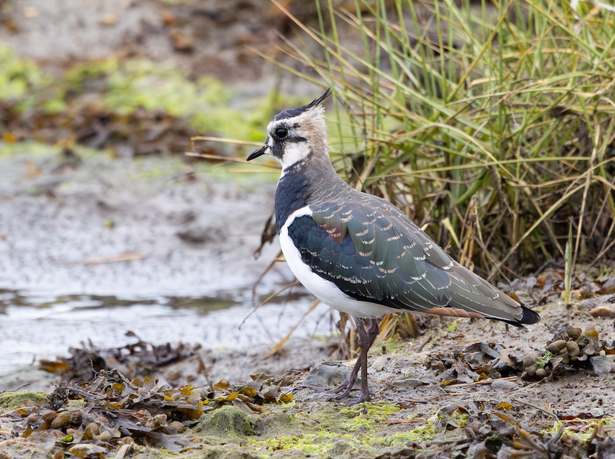 Kızkuşu - ML645736853