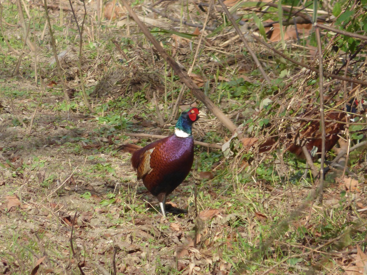 Ring-necked Pheasant - ML645736856