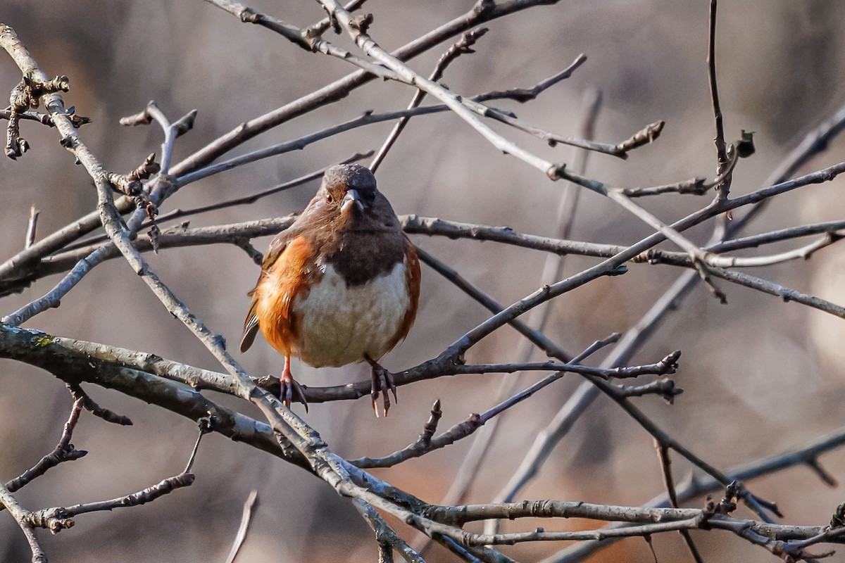 Eastern Towhee - ML645736857