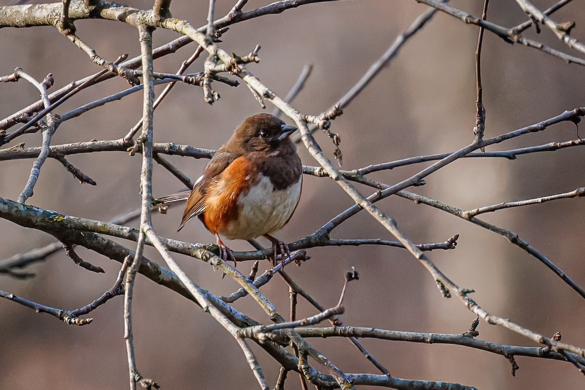 Eastern Towhee - ML645736858