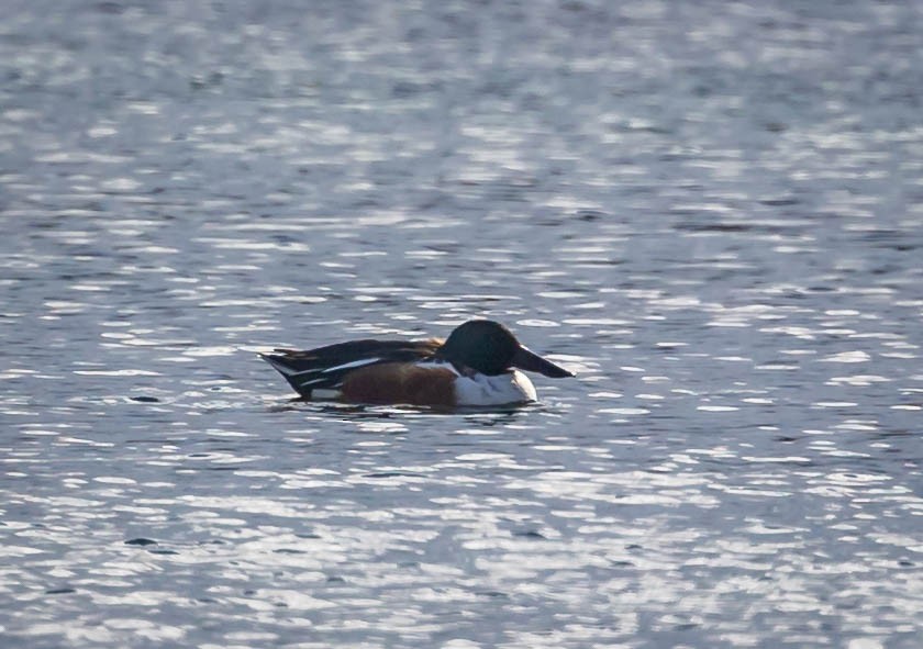 Northern Shoveler - ML645736863