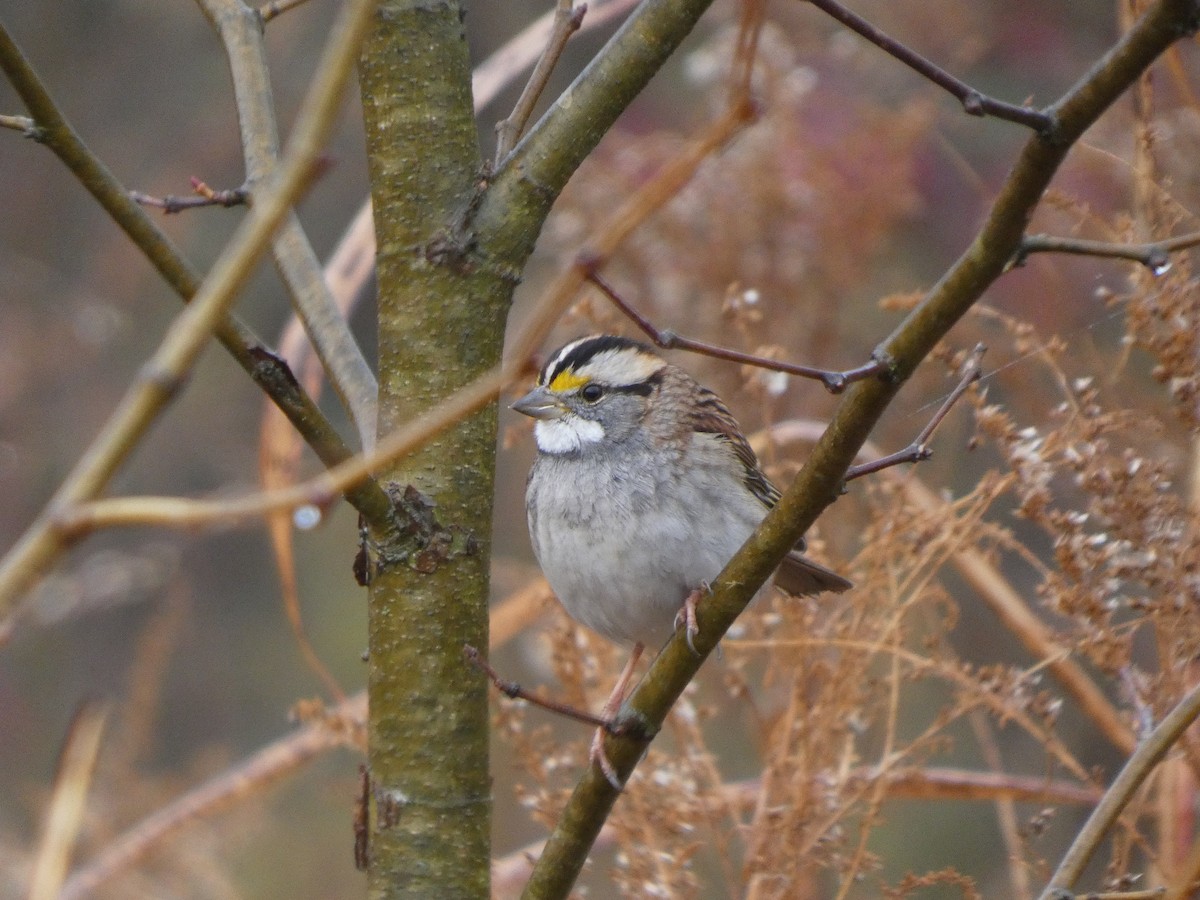 strnadec bělohrdlý - ML645736867