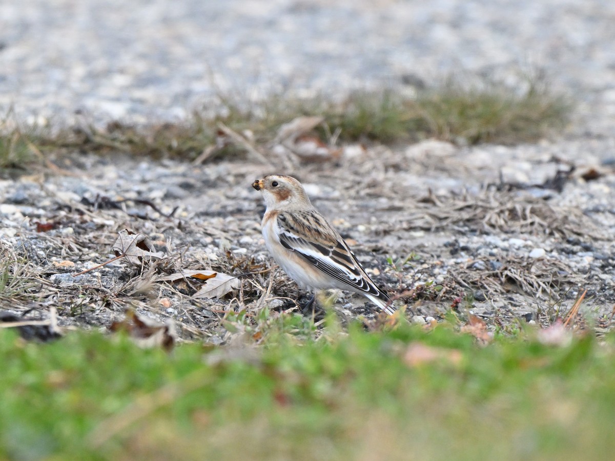Snow Bunting - ML645736870