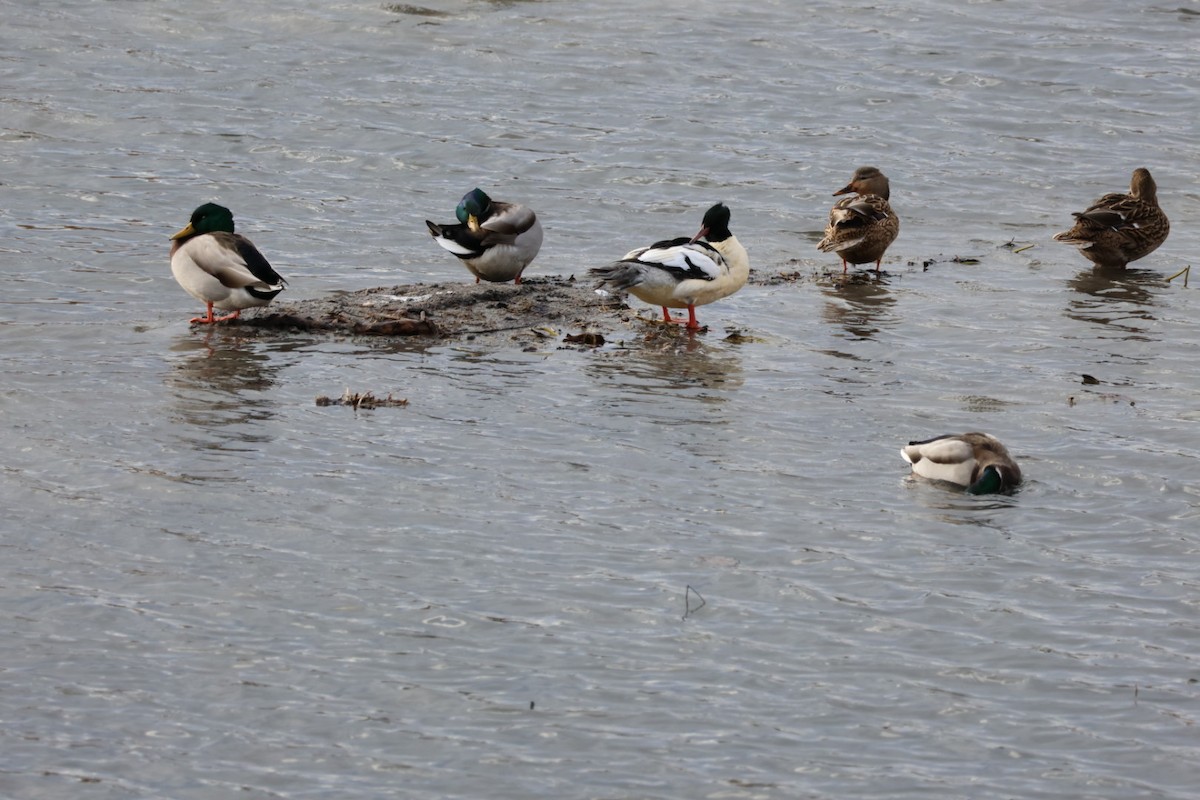 Common Merganser - ML645736880