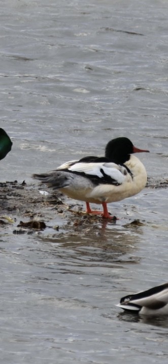 Common Merganser - ML645736881