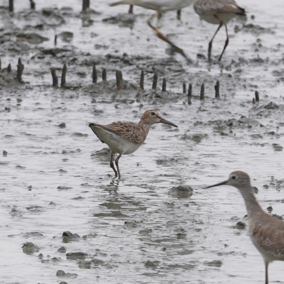 Pectoral Sandpiper - ML645736885
