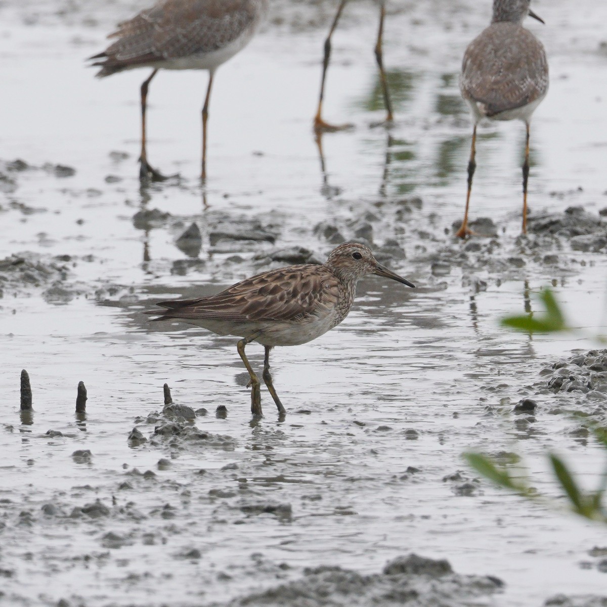 Çizgili Kumkuşu - ML645736886