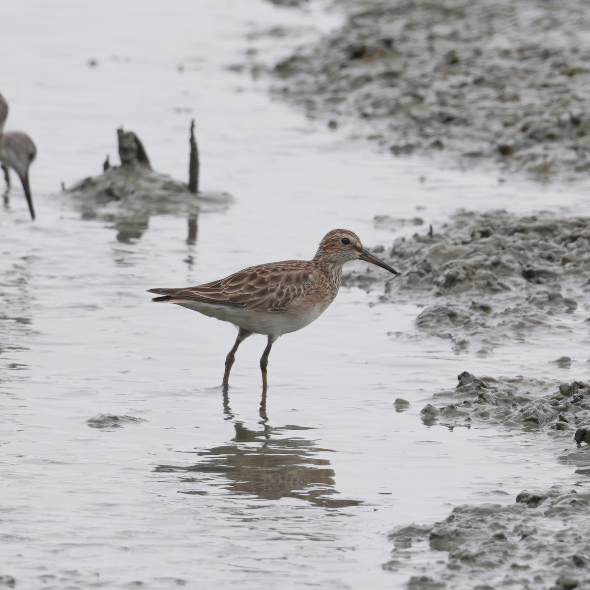 Çizgili Kumkuşu - ML645736887