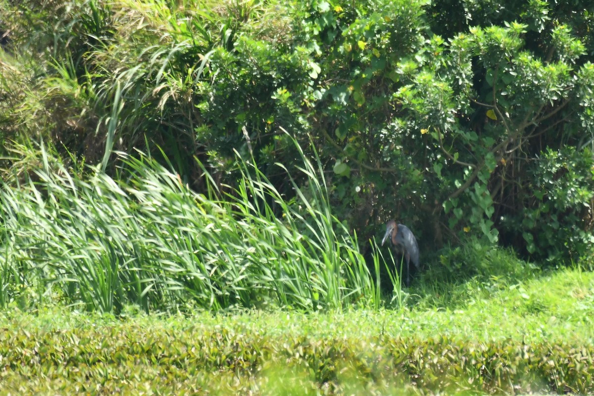 Dev Balıkçıl - ML645736889