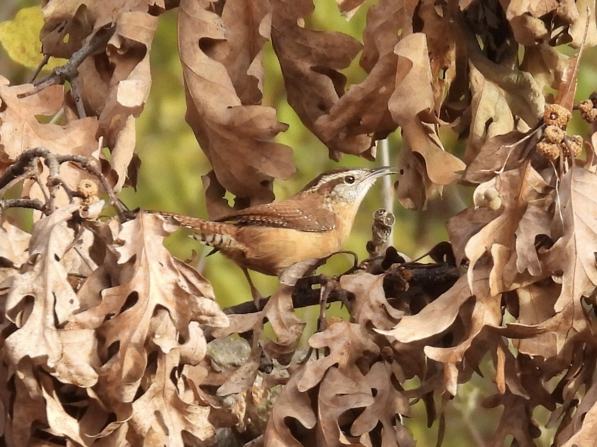 Karolina Çıtkuşu - ML645736890