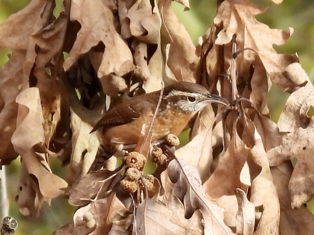 Karolina Çıtkuşu - ML645736891