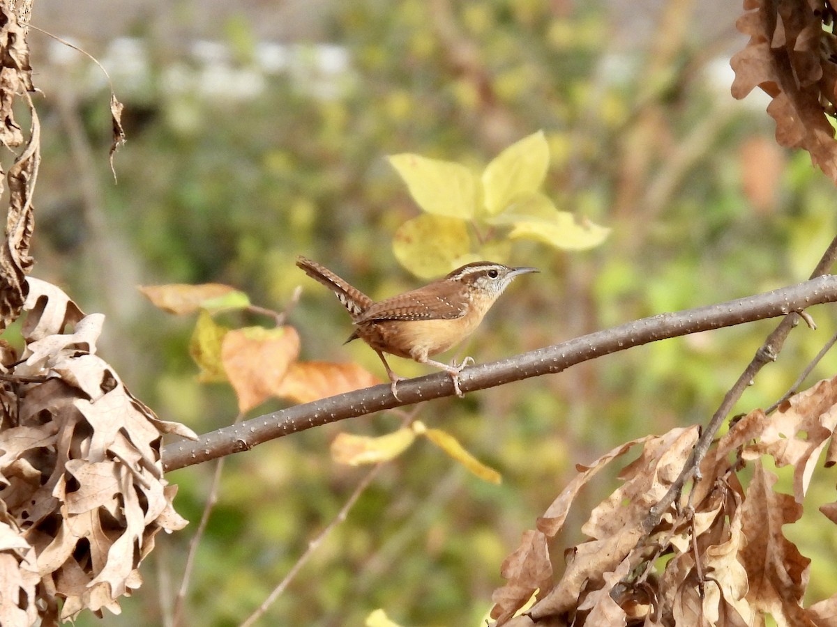 Karolina Çıtkuşu - ML645736893