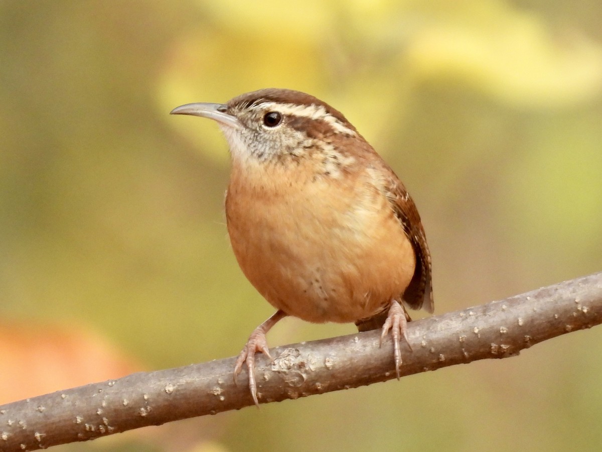 Karolina Çıtkuşu - ML645736894