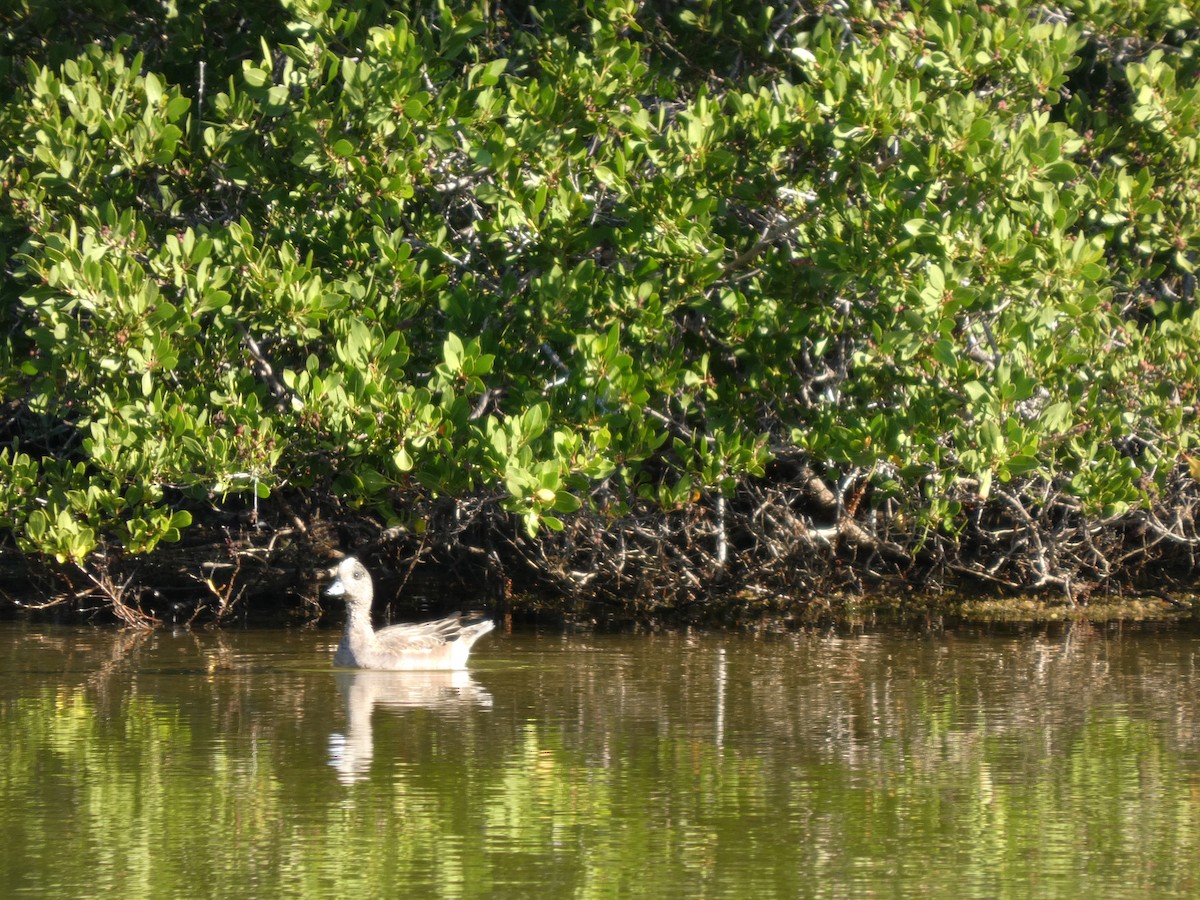 Amerika Fiyusu - ML645736897