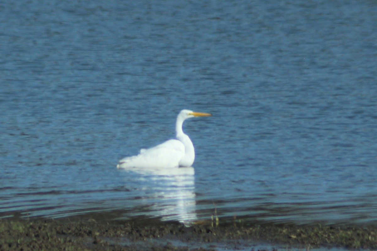 Büyük Ak Balıkçıl - ML645736900