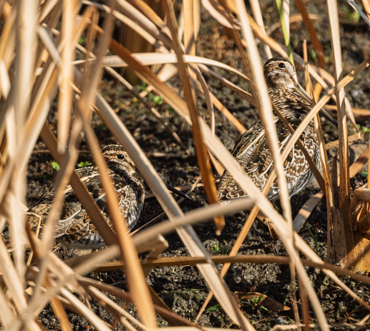 Wilson Suçulluğu - ML645736902