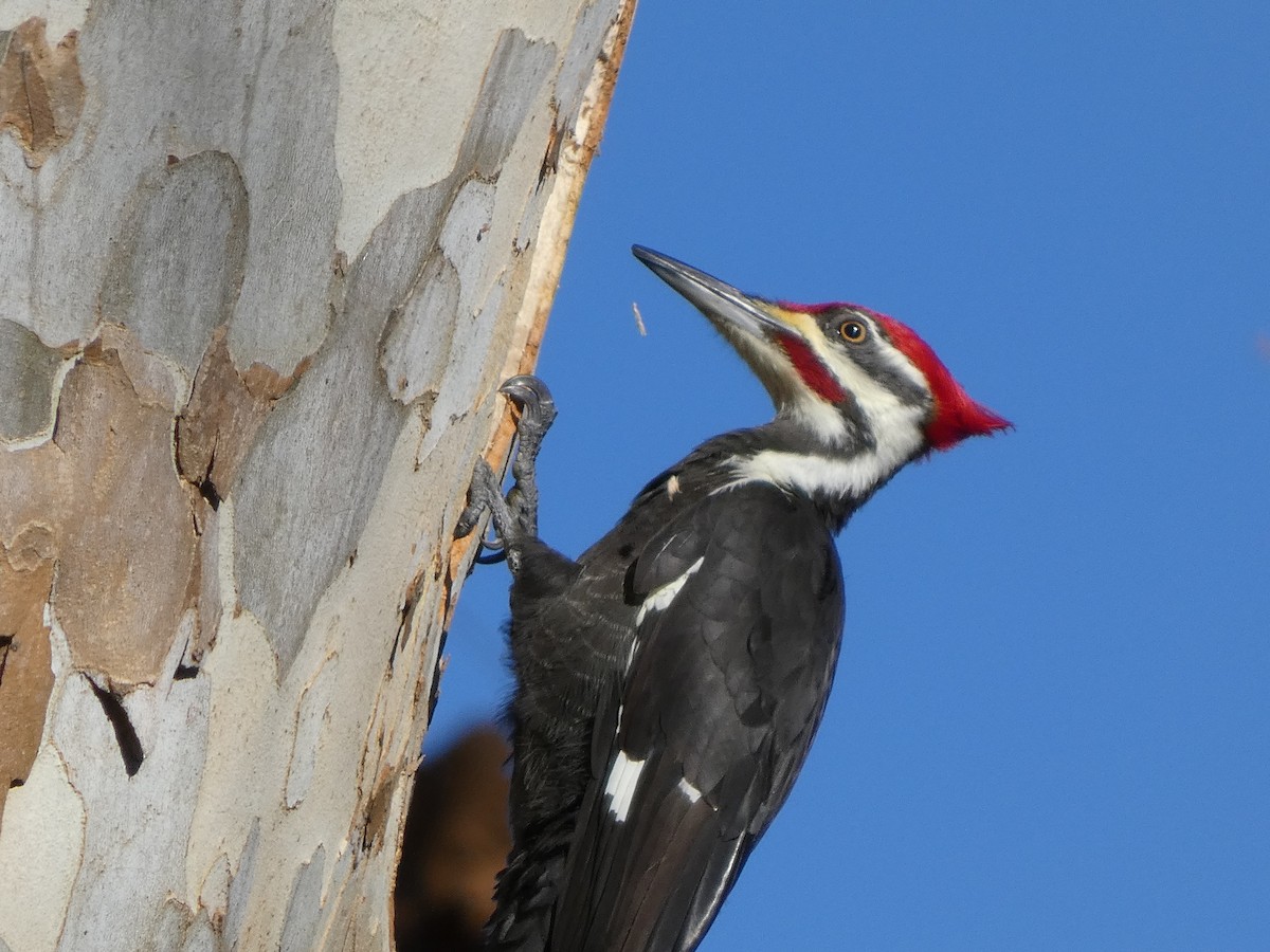 Kuzey Amerika Kara Ağaçkakanı - ML645736903