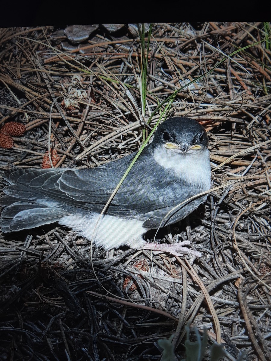 Tree Swallow - ML645736904
