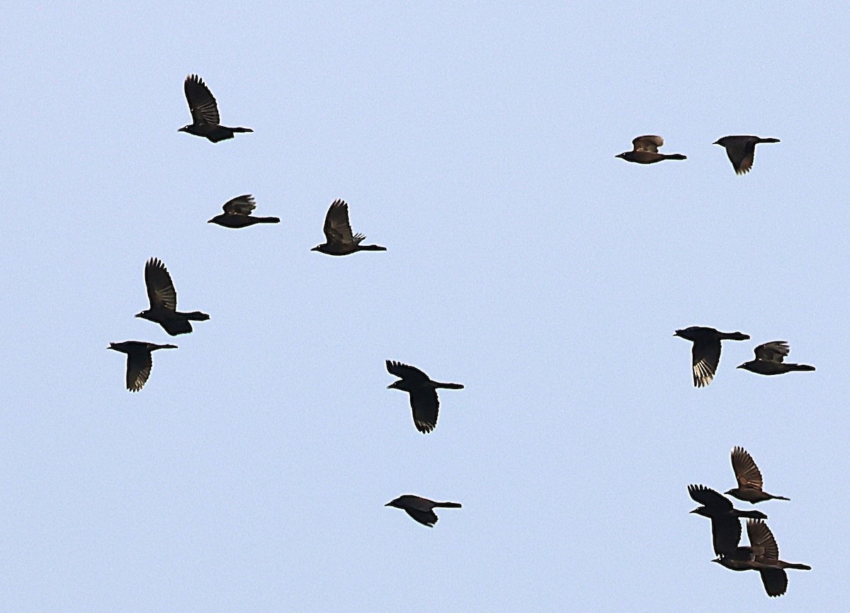 Mor Kiskal - ML645736913