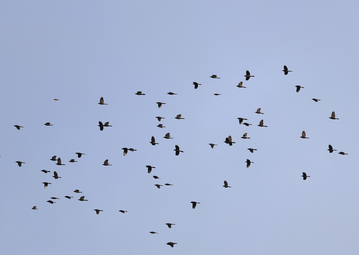 Mor Kiskal - ML645736914