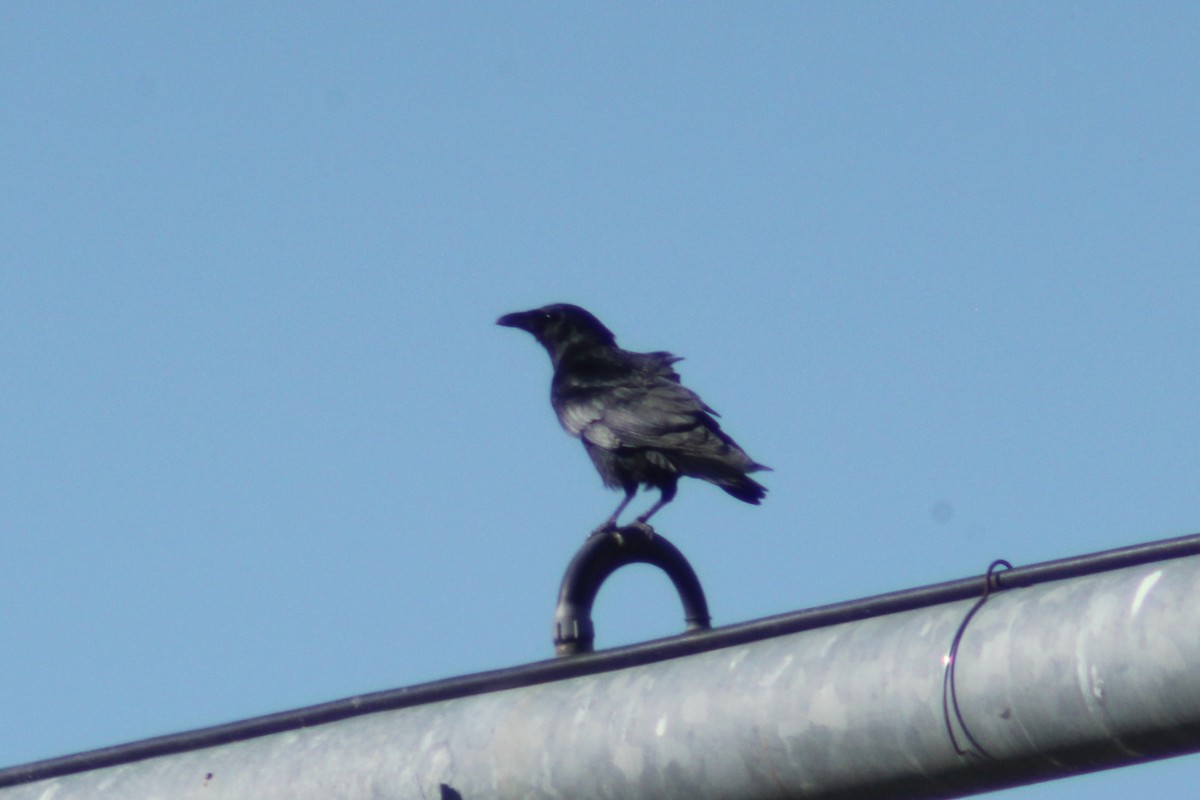 Balıkçı Karga - ML645736915