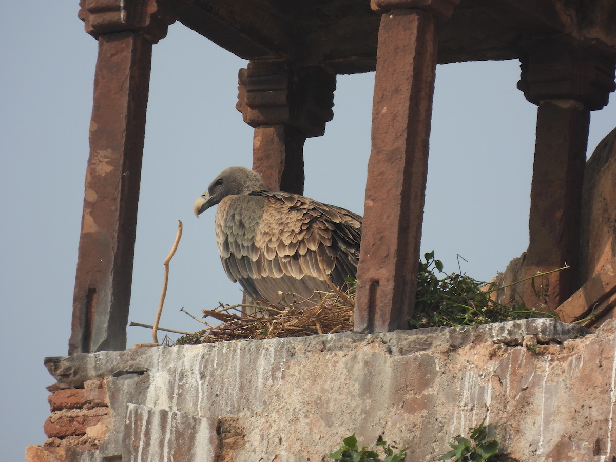 Hint Akbabası - ML645736916