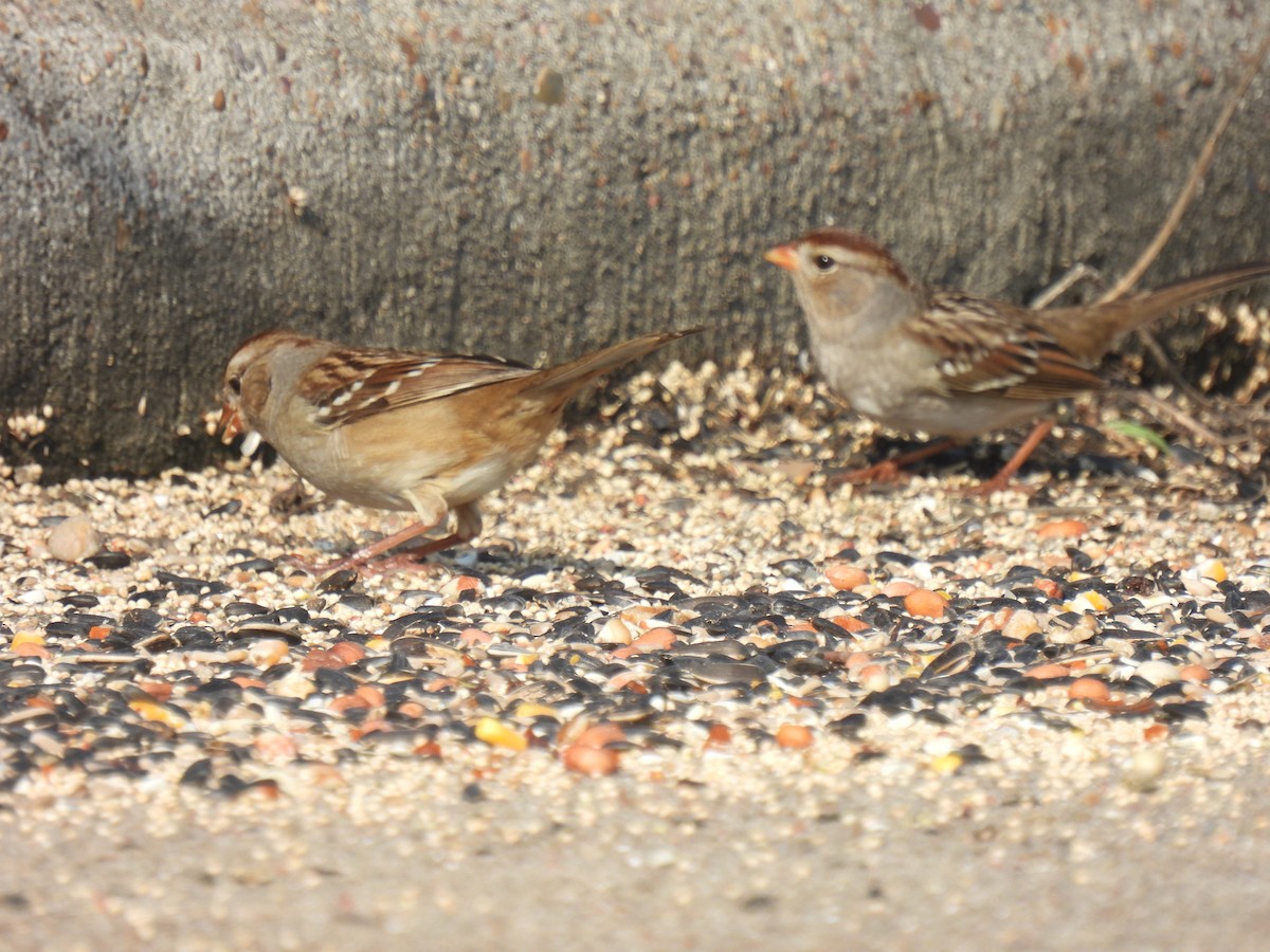 Porsuk Serçesi - ML645736919