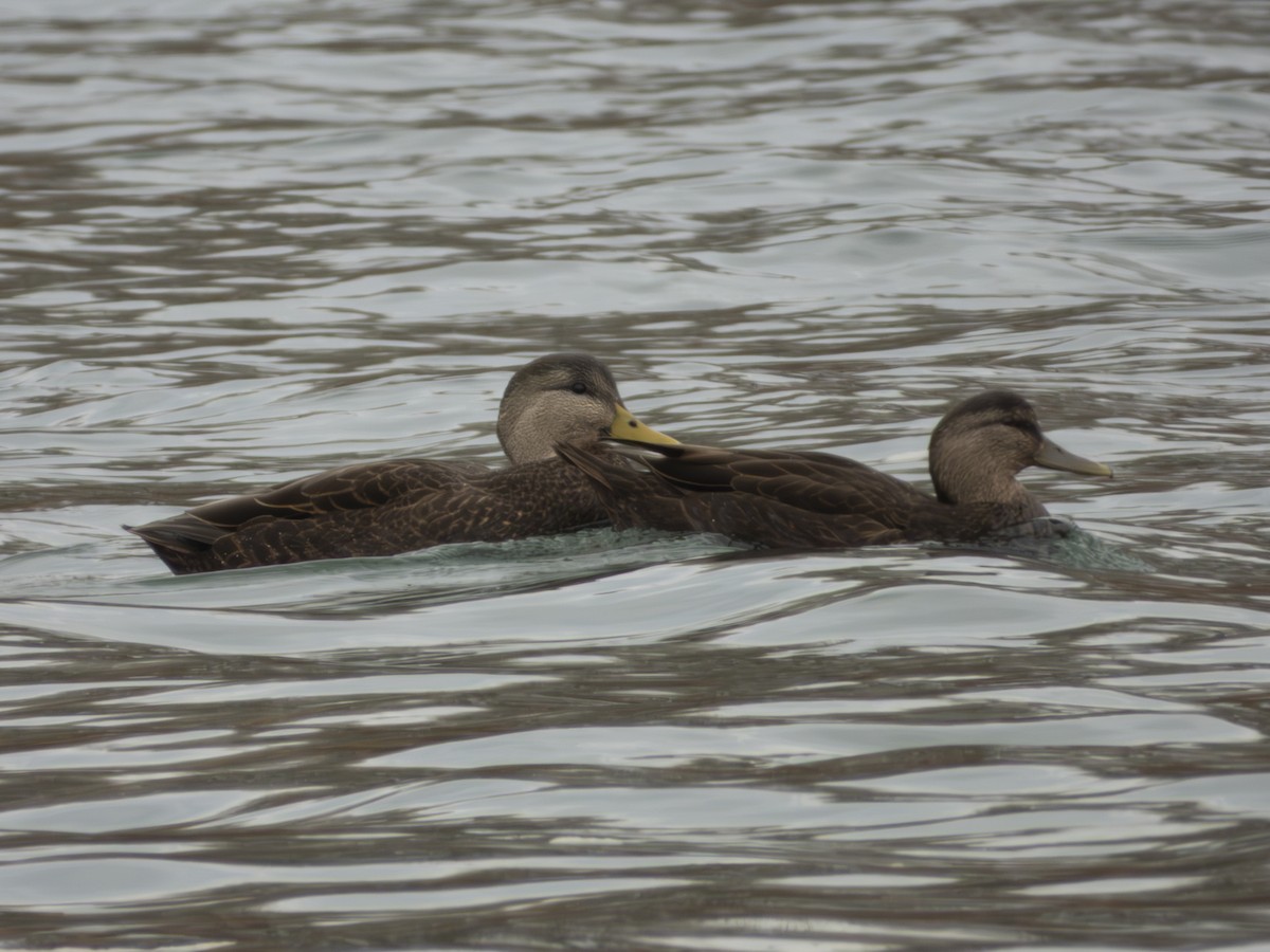 American Black Duck - ML645736935