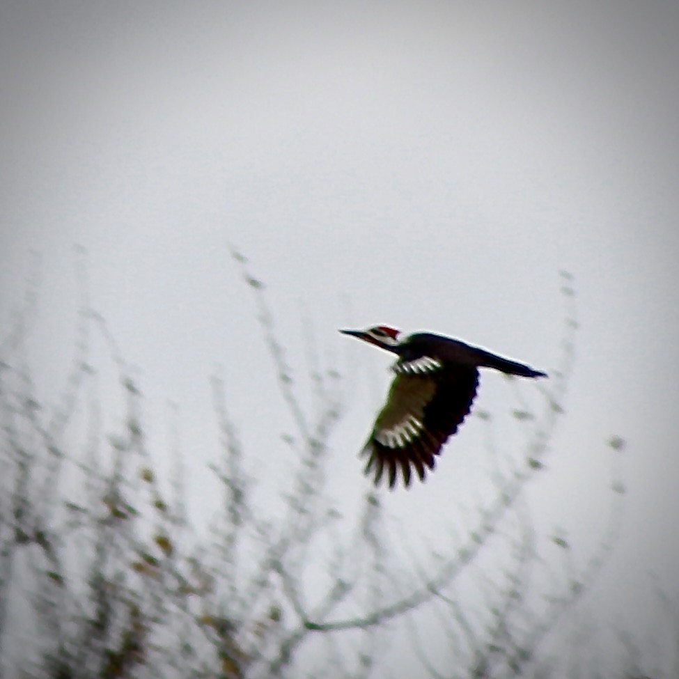 Pileated Woodpecker - ML645736936