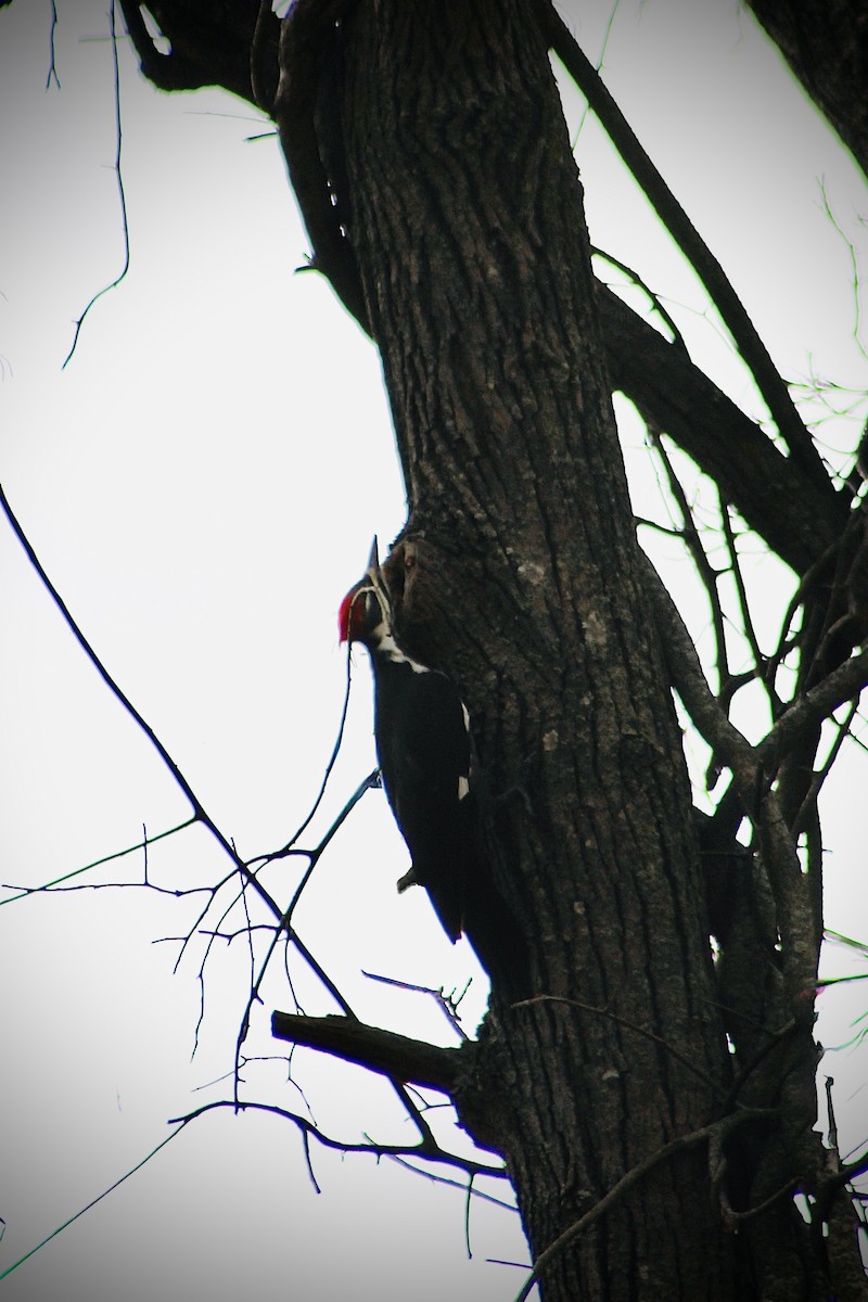 Pileated Woodpecker - ML645736937