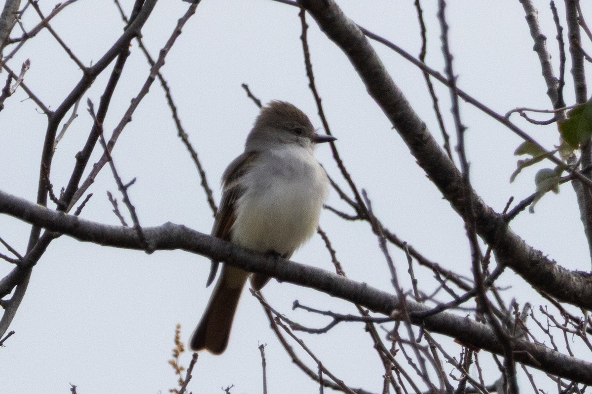 Ash-throated Flycatcher - ML645736938