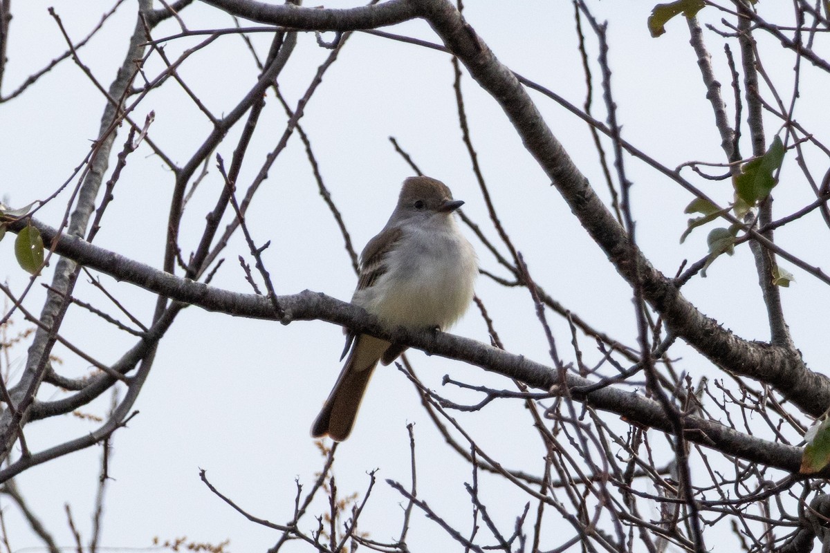 Ash-throated Flycatcher - ML645736939