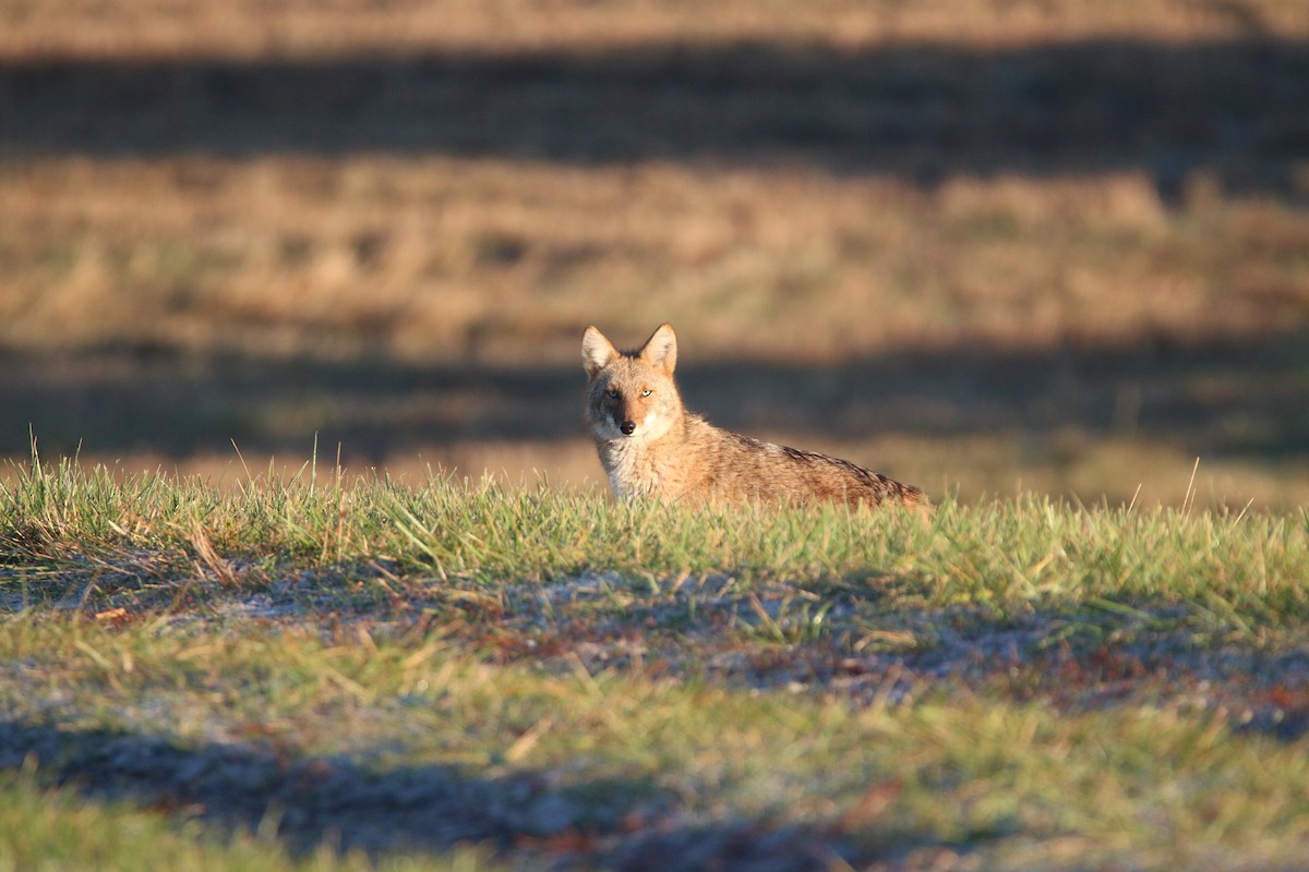 Coyote - ML645736941