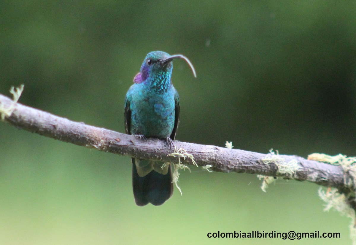 fiolørekolibri - ML645736944