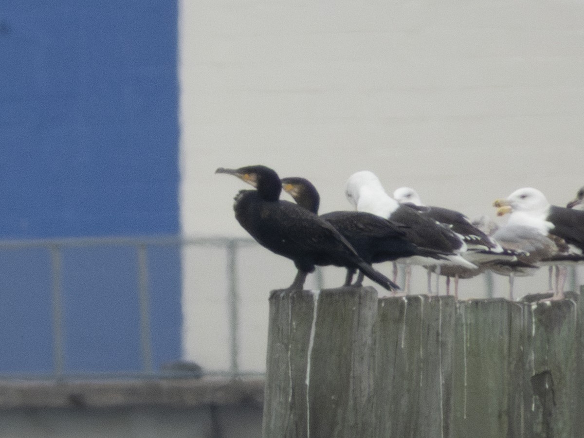 Great Cormorant - ML645736945