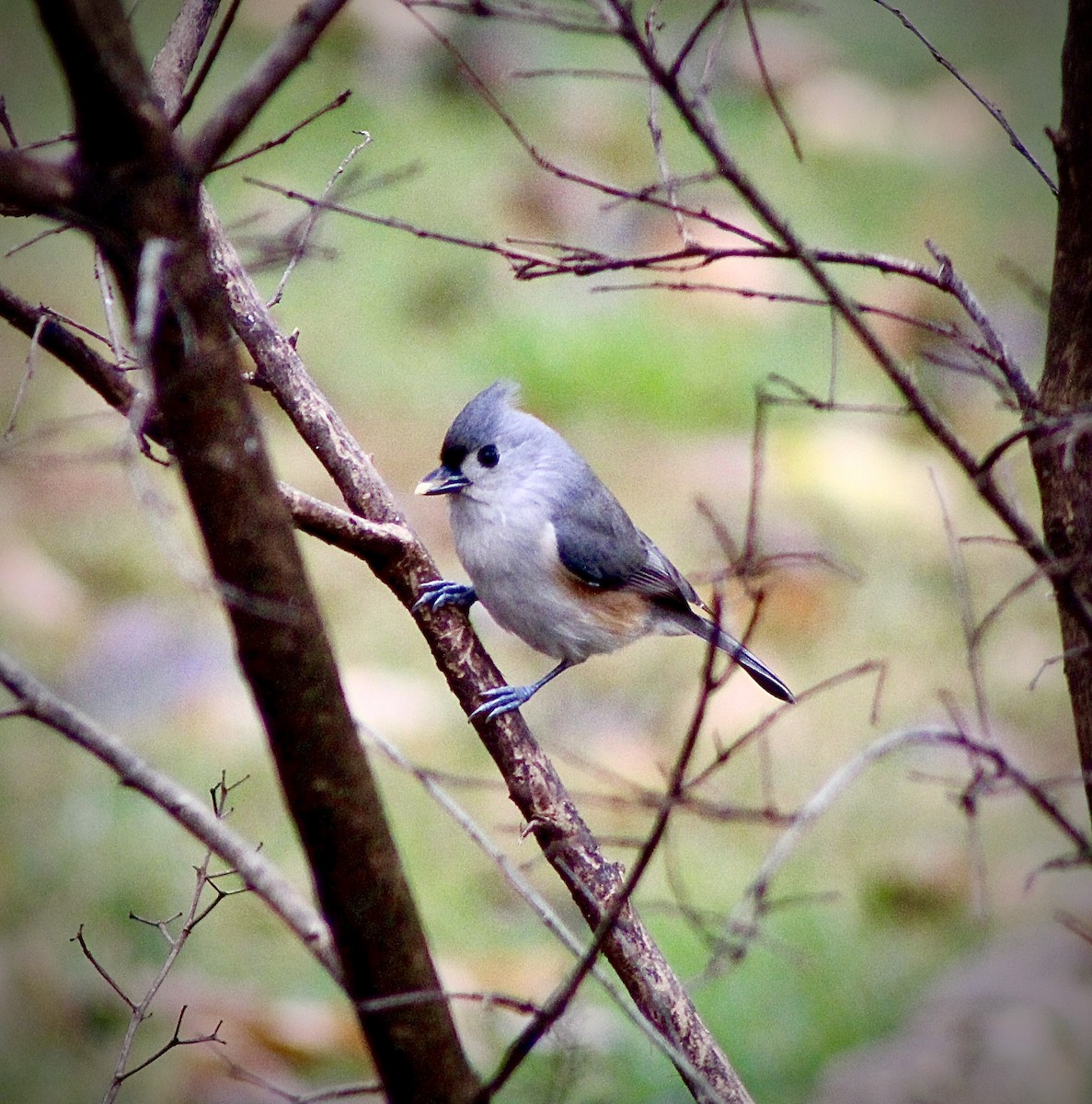 Tufted Titmouse - ML645736949